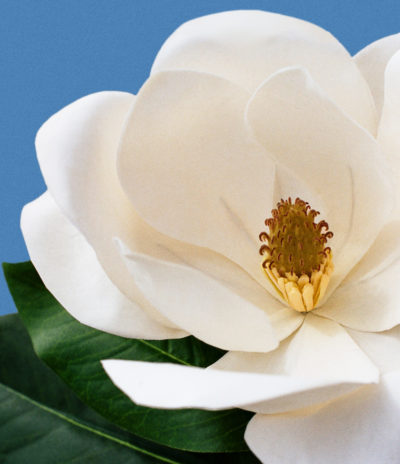 Guide Article Fragrance 1